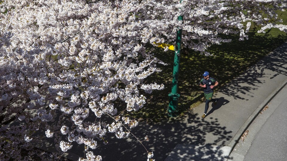 Un homme court, par un temps ensoleillé, dans le parc Stanley, sous des cerisiers.