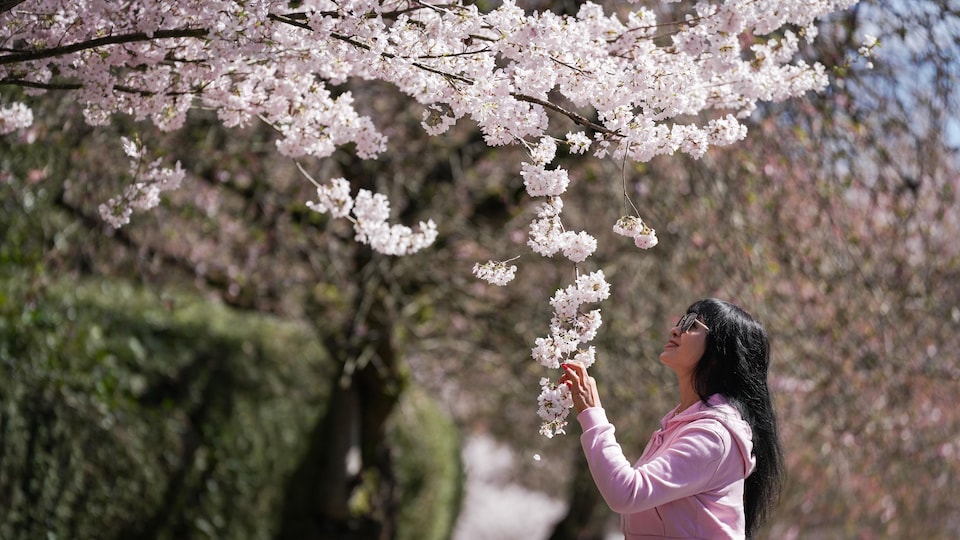 Une femme sourit en regardant un cerisier en fleurs, à Vancouver.