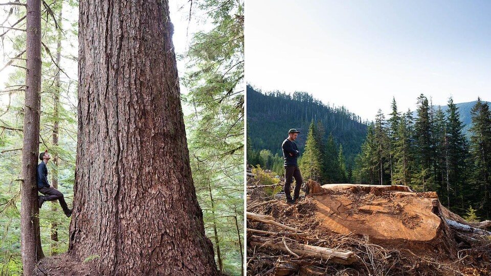 Deux photos montrent l'avant et l'après coupe d'un sapin de Douglas.