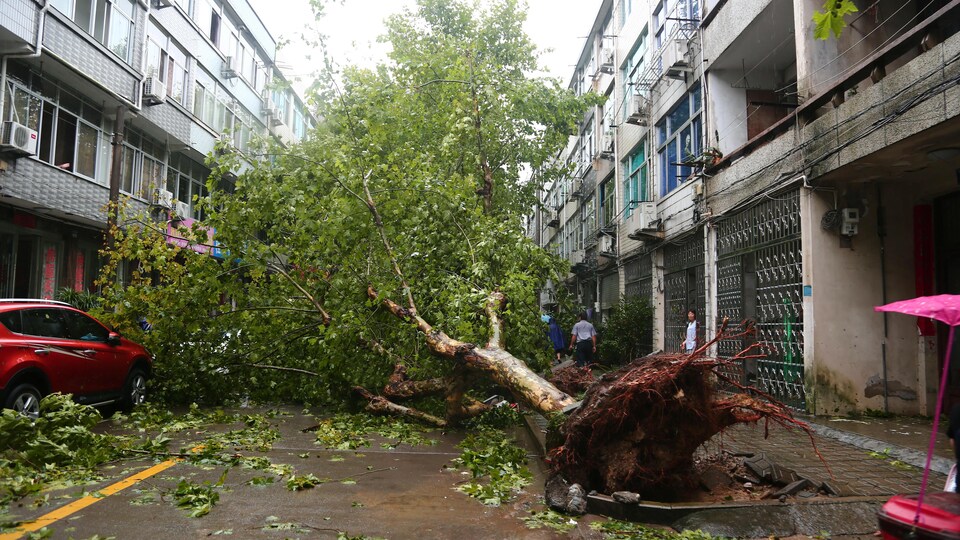 Un gros arbre déraciné dans une rue.