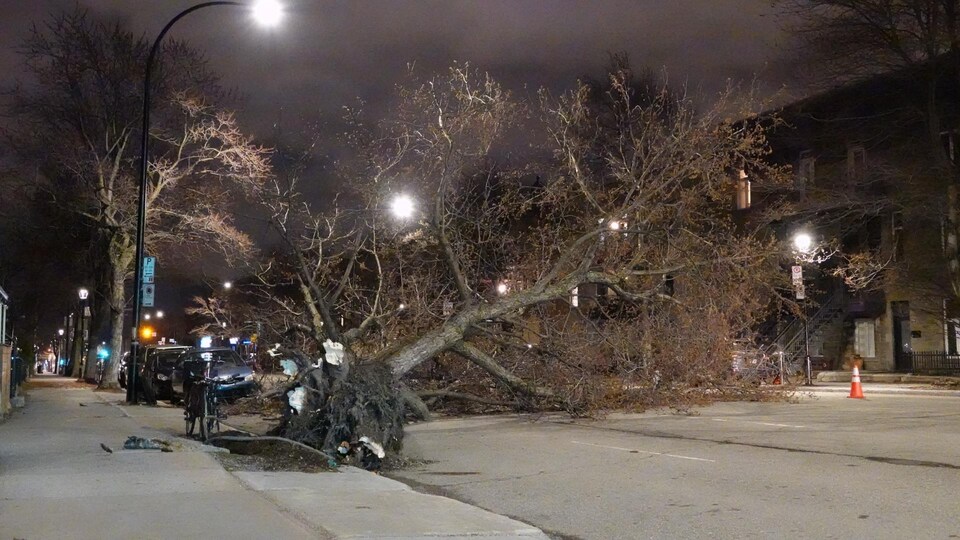 Un arbre déraciné est au milieu de la rue Saint-Denis, mais il n'a causé aucun dommage.