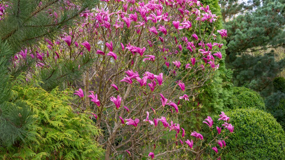 Un magnolia en fleurs au printemps.
