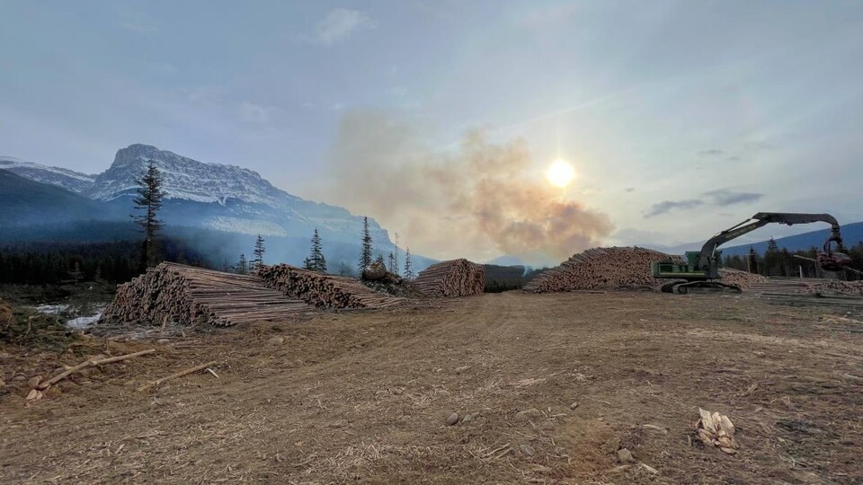Un terrain avec des piles de troncs d'arbres.