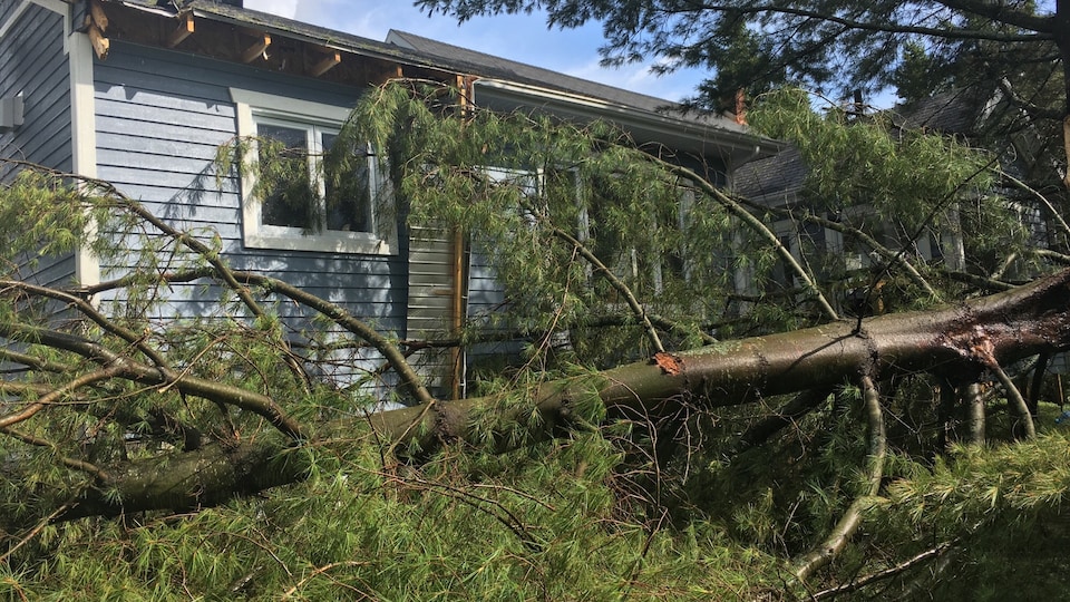 Un gros arbre tombé à l'arrière d'une maison