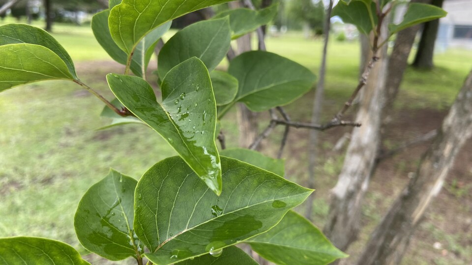 Des gouttes de pluie dans les feuilles d'un arbre.