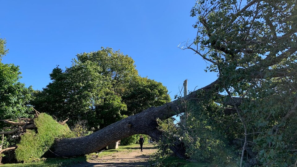 Un arbre tombé à Pointe-du-Chêne dans le sud-est du Nouveau-Brunswick. 
