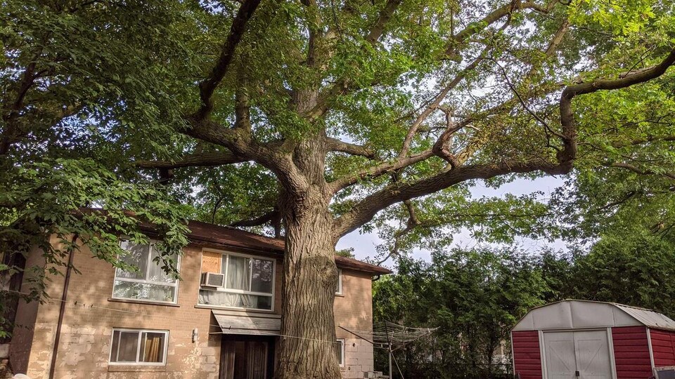 Le tronc de l'arbre pousse à quelques mètres de la maison.
