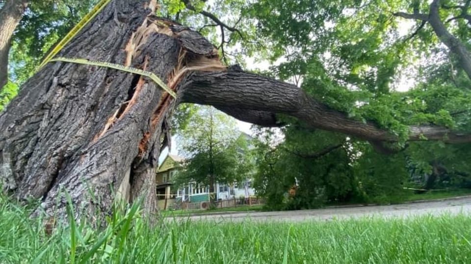 Un arbre qui s'est effondré.