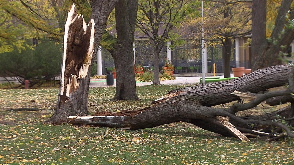 Un arbre séparé en deux suite à la tempête.