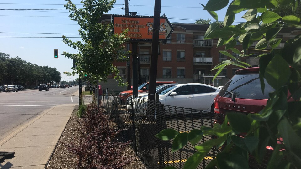 Combattre les îlots de chaleur un arbre à la fois RadioCanada.ca