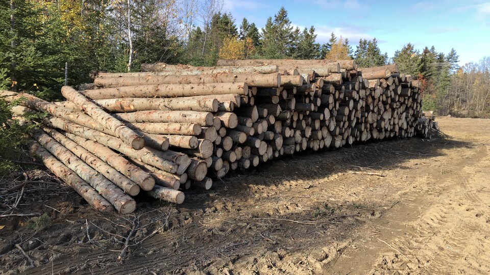 Des billots de bois sont empilés sur le terrain qui doit accueillir le projet domiciliaire de Construction Albert.