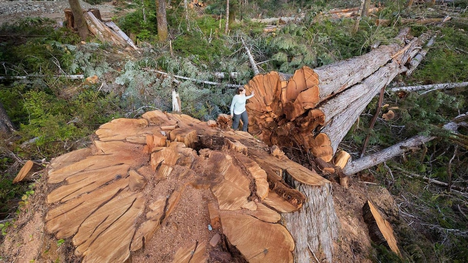 Un arbre géant abattu avec une grande souche et une femme qui apparaît toute petite à côté.