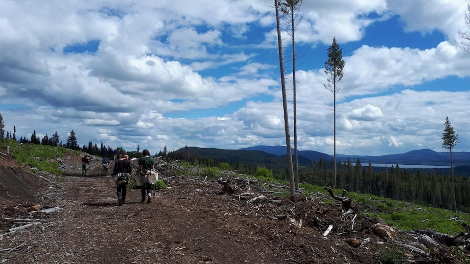 Deux personnes marchent sur un sentier forestier sous un ciel bleu avec quelques nuages. 