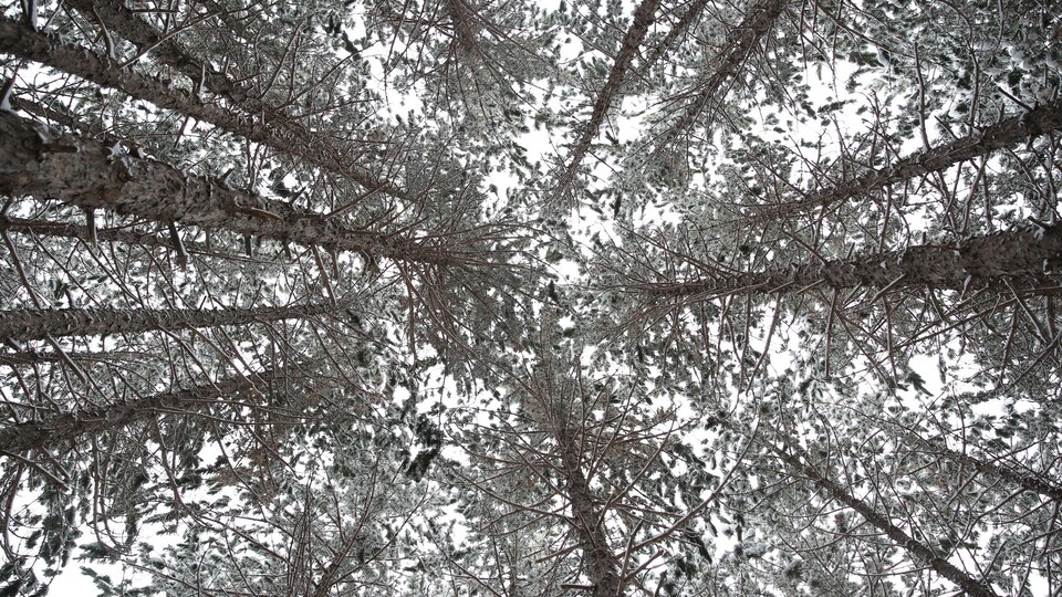 Des arbres enneigés dans le Nord de l'Ontario.