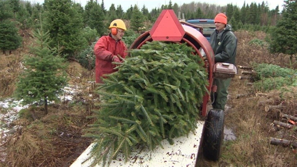 Deux hommes manipulent un sapin