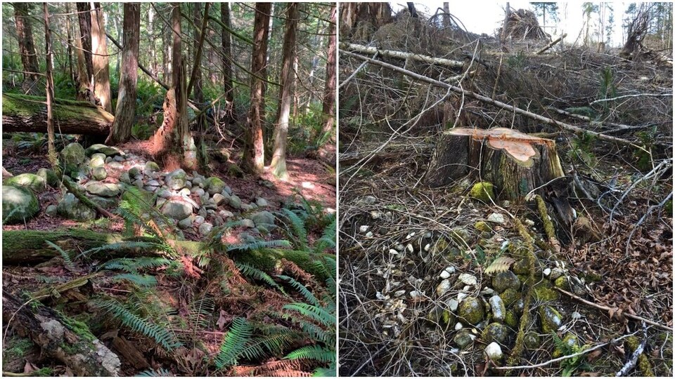 Des arbres ont été coupés sur le site spirituel de la nation Shíshálh.
