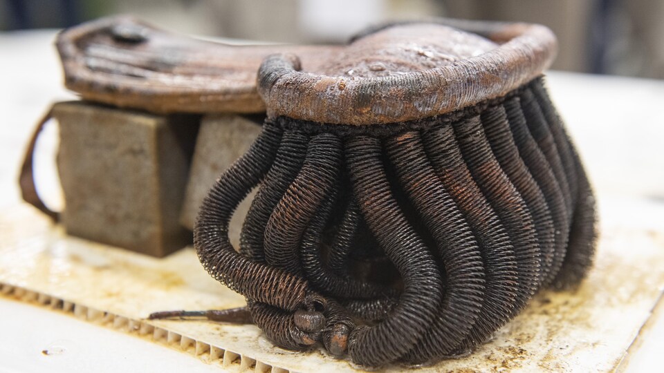 Lieutenant's epaulette found on HMS Erebus in 2020.