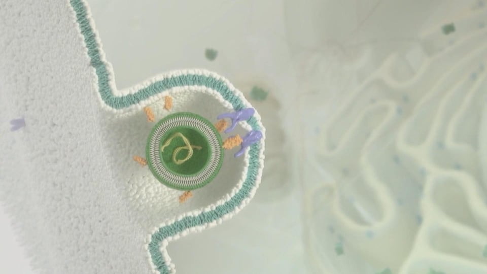 Dessin représentant l'ARN messager, entouré d'une couche de protection, qui passe au travers d'une membrane cellulaire. 