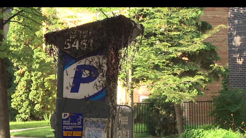 Un parcomètre recouvert de chenilles.