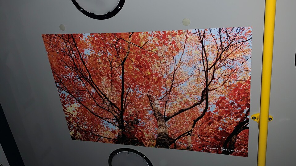 Une photo de la cime d'un arbre en automne est collée au plafond de l'ambulance.