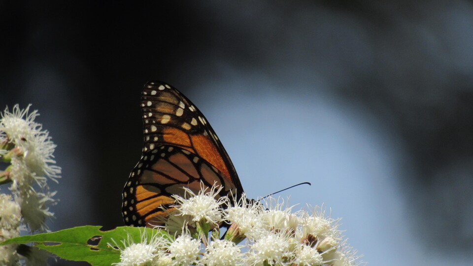 Un monarca en un algodoncillo blanco