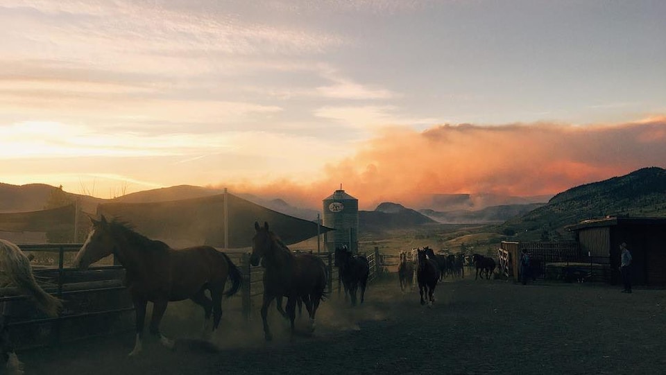 The fires have transformed the sky above Ashcroft into a huge orange surface against which a herd of galloping horses stands out.