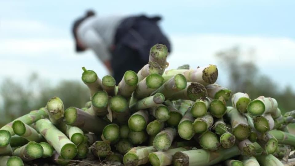 Un tas d'asperges coupées avec, en arrière-plan, une récolteuse