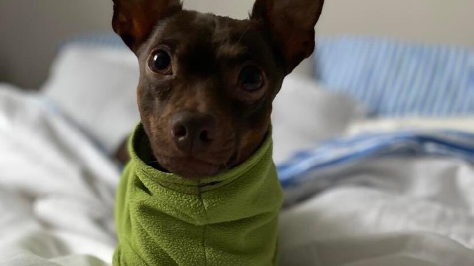 Un petit chien habillé d'une veste sur un lit.