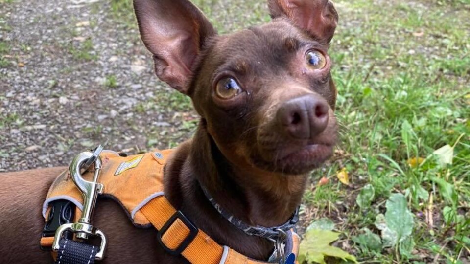 Un petit chien avec un harnais.