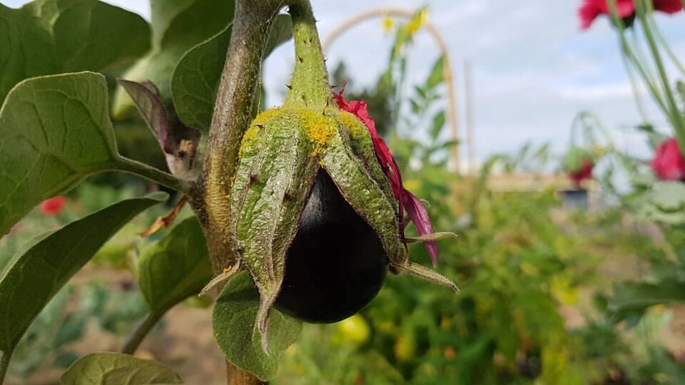 Une jeune aubergine au potager en été.