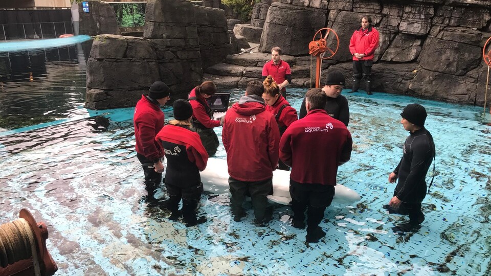 Aurora entourée de son équipe de soignants à l'Aquarium de Vancouver.