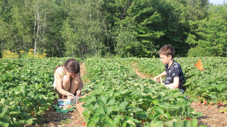 Deux enfants dans un champs accroupis, alors qu'ils cueillent des fraises.