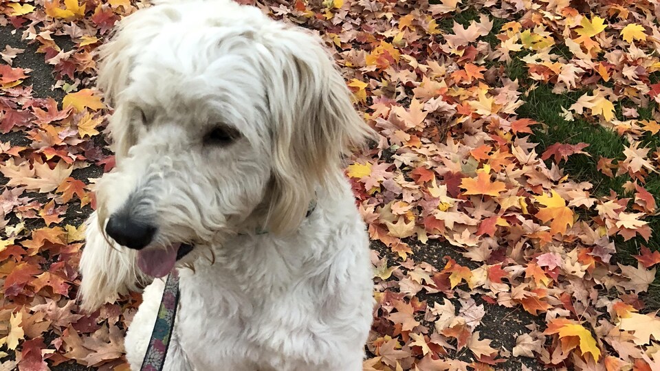 Un chien assis sur le sol couvert de feuilles
