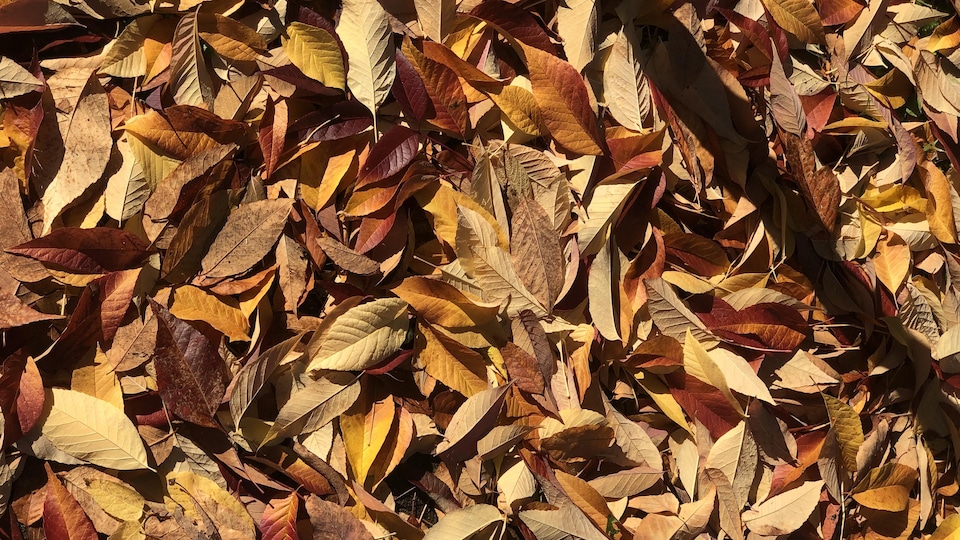 Un tapis de feuilles mortes.