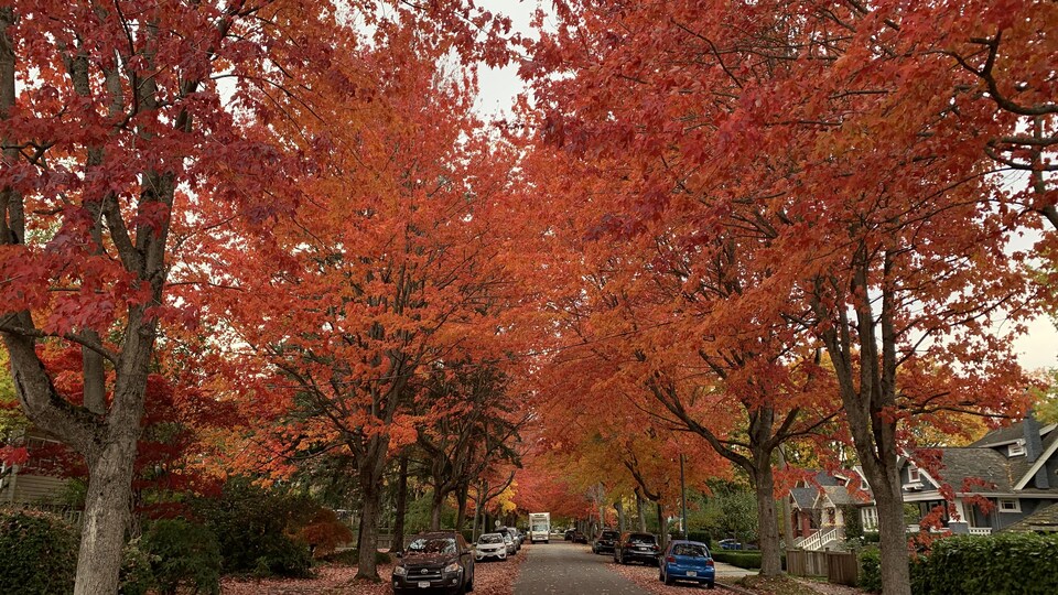 Un plan large d'un quartier résidentiel où sont tombées des feuilles mortes.