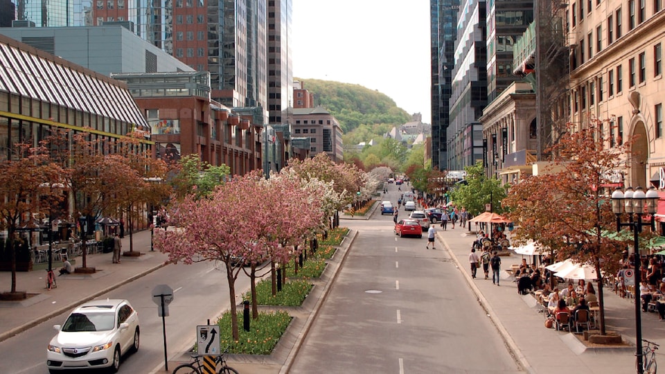 L'avenue McGill College, l'automne.