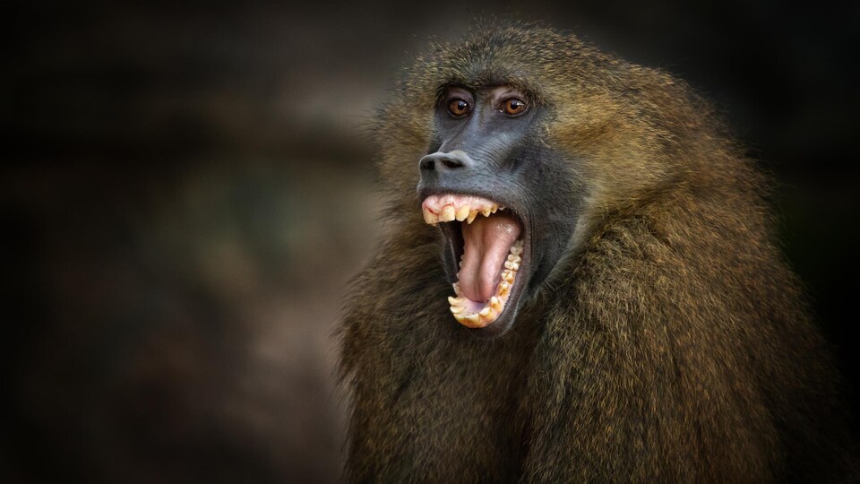 Gros plan du visage d'un babouin de Guinée.