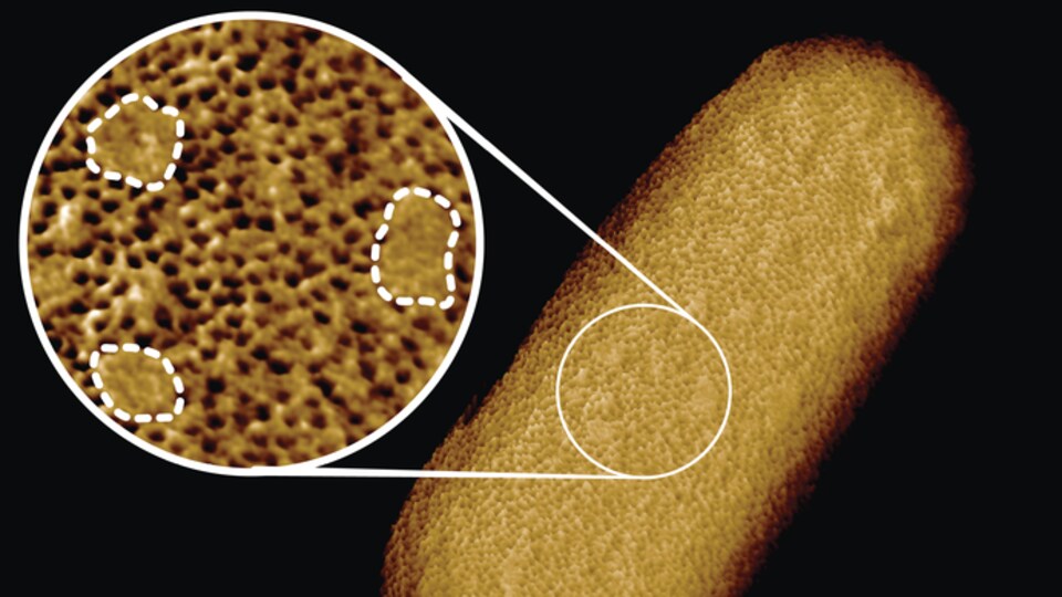 Image microscopique d'une bactérie E. coli vivante.
