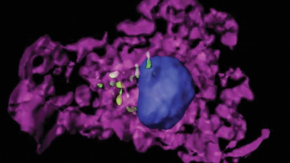 Une modélisation en trois dimensions d'un phage avec d'autres organismes à l'intérieur de celui-ci.