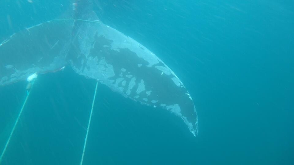 Une queue de baleine dans de l'équipement de pêche