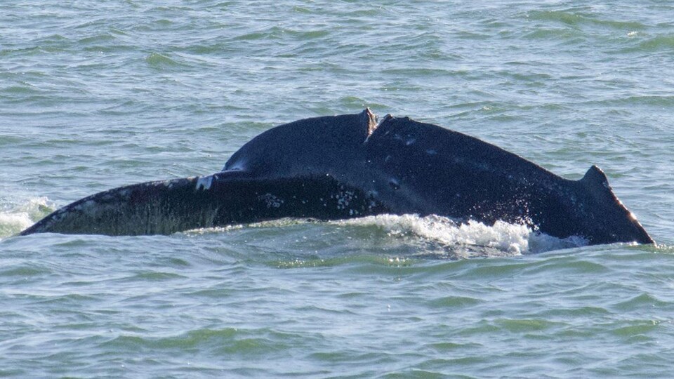 Une baleine à bosse avec une coupure profonde.