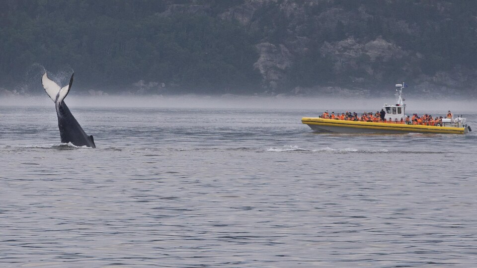 Une baleine à bosse nage dans la baie de Tadoussac en juillet 2020.