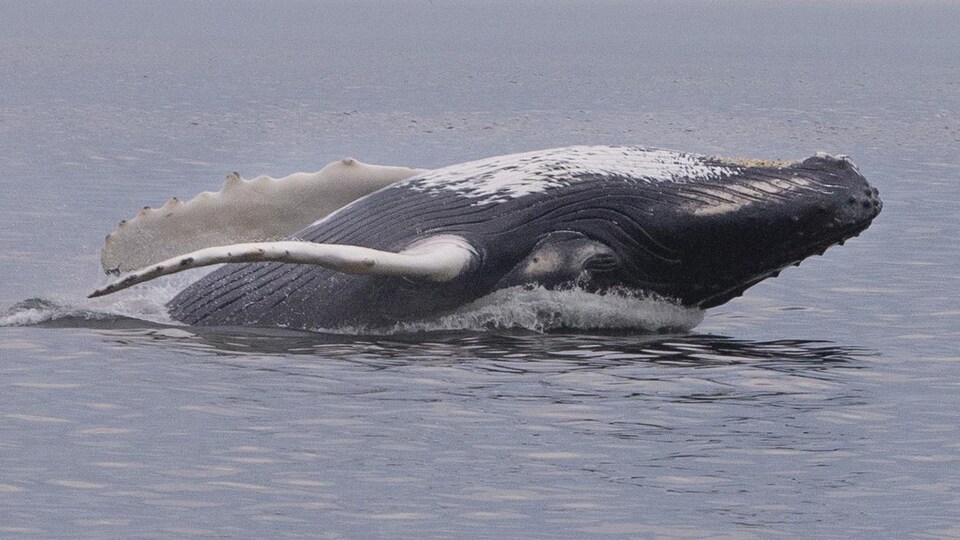 Une baleine à bosse.