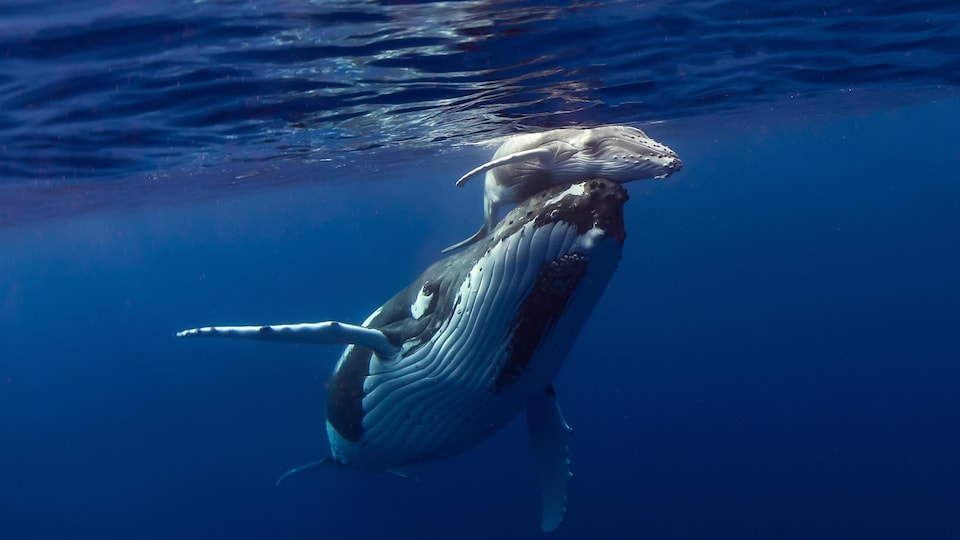 L'envoûtant Chant Des Baleines