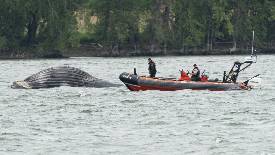 Une baleine flotte sur les eaux, immobile. Près d'elle, deux hommes dans une embarcation.
