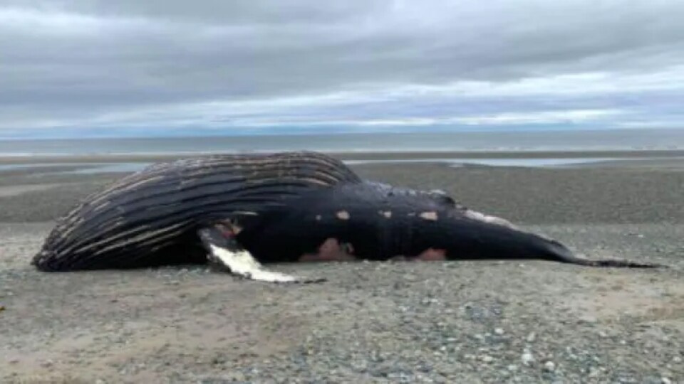 Une baleine échouée sur une plage.