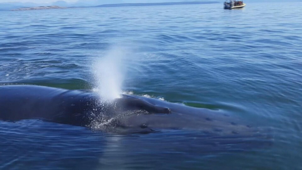 Une baleine à bosse à la surface de l'eau.