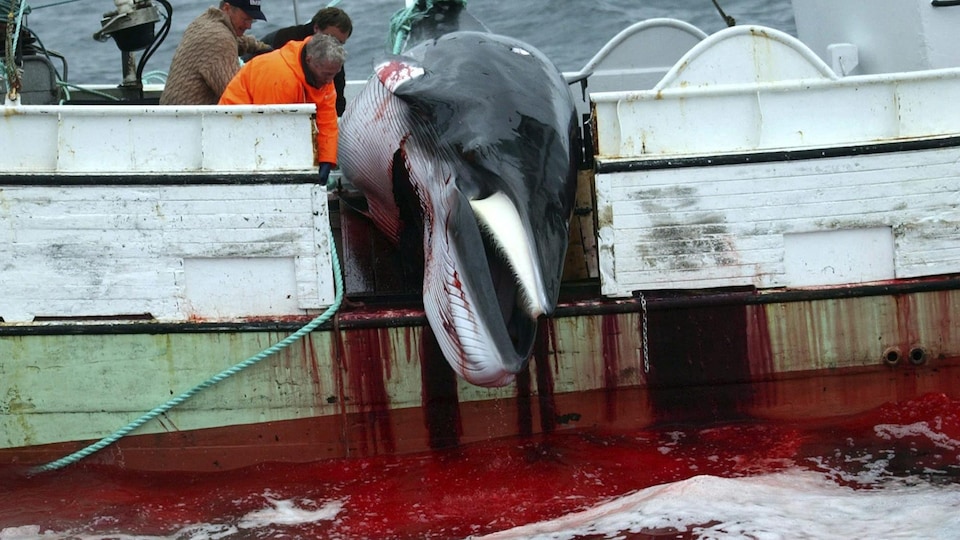 Une baleine se vide de son sang en étant hissée dans un bateau de pêche.