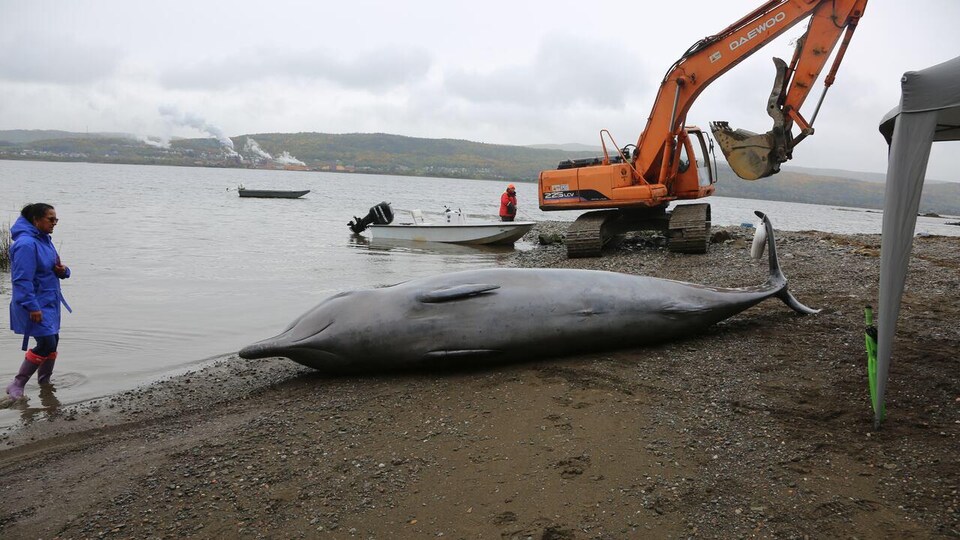 Une baleine échouée sur la rive de la baie des Chaleurs.