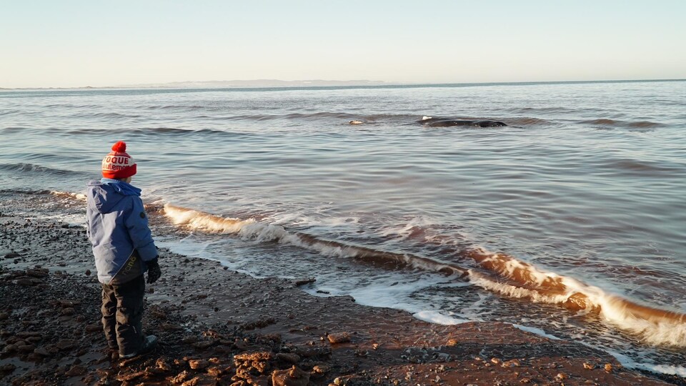 Enfant sur la plage qui regarde la carcasse du baleine à l'eau.